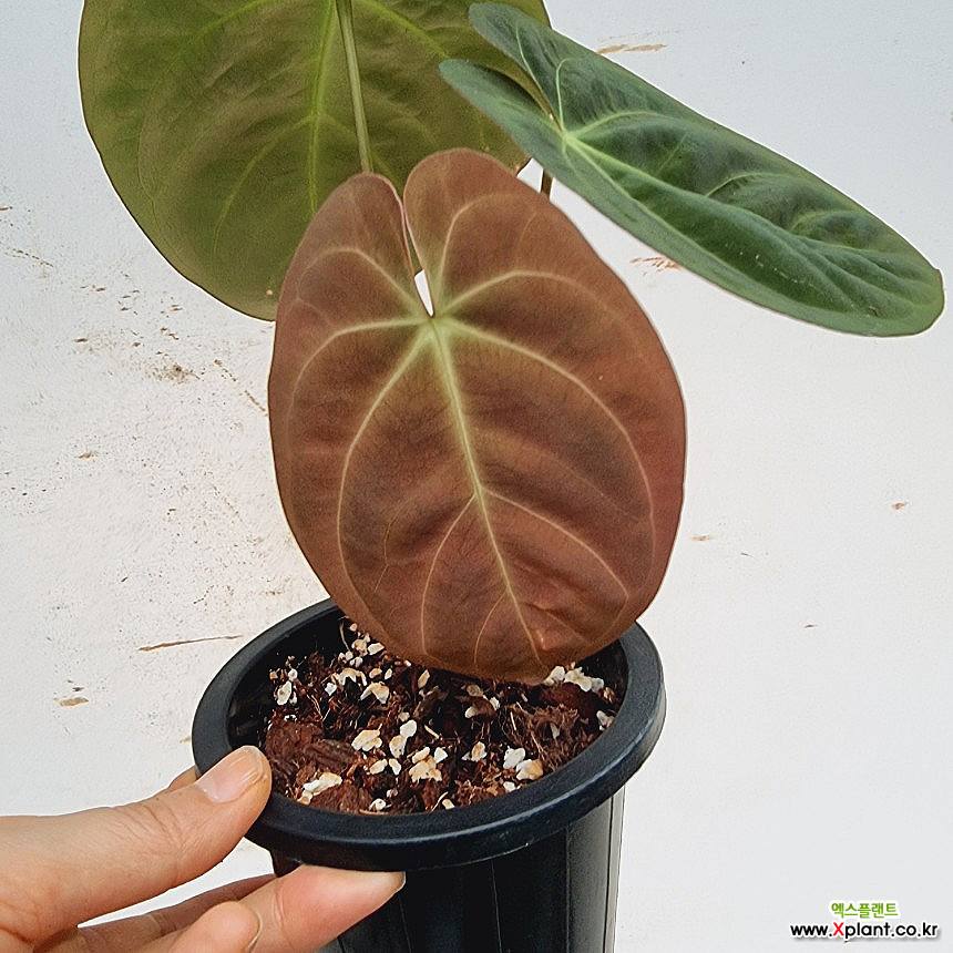 Anthurium dressleri Croat / // 35 Air purification - Xplant