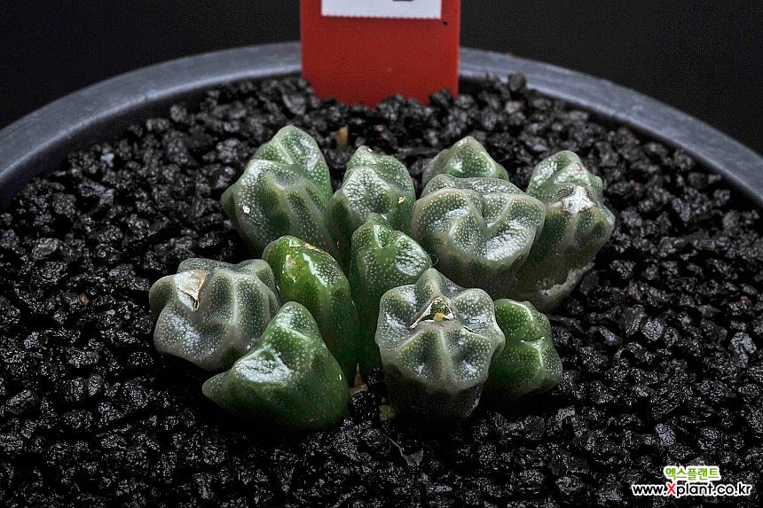 Conophytum ectypum ssp sulcatum 521-C.ectipum sulcatum Conophytum