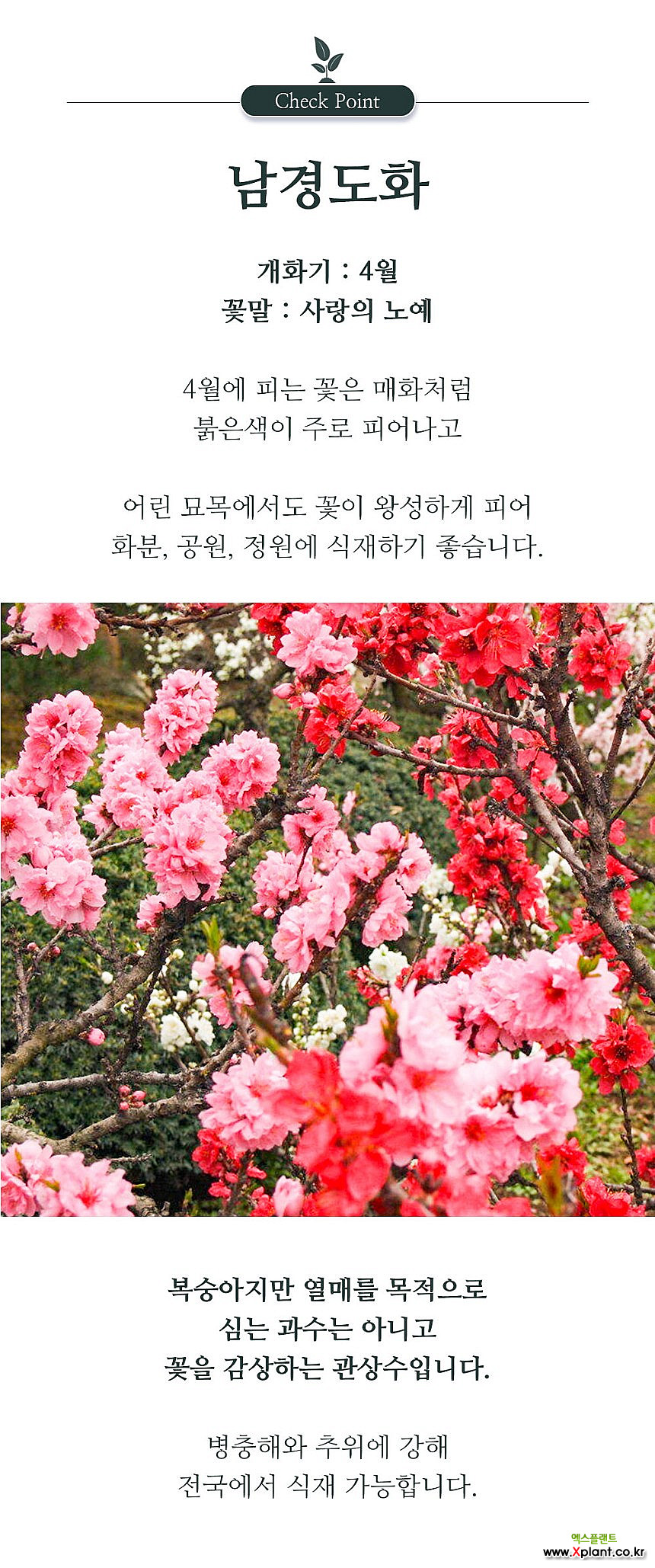 남경도화 나무 묘목 접목 꽃복숭아 : 조경나무 묘목 - 엑스플랜트