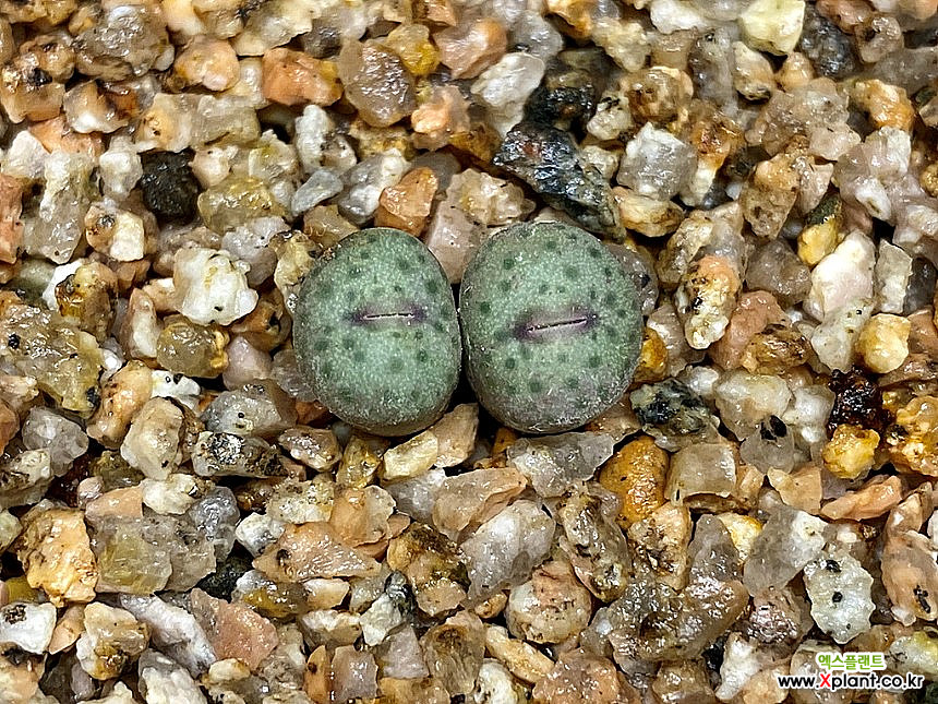 Conophytum stevens-jonesianum Conophytum stevens-jonesianum CR