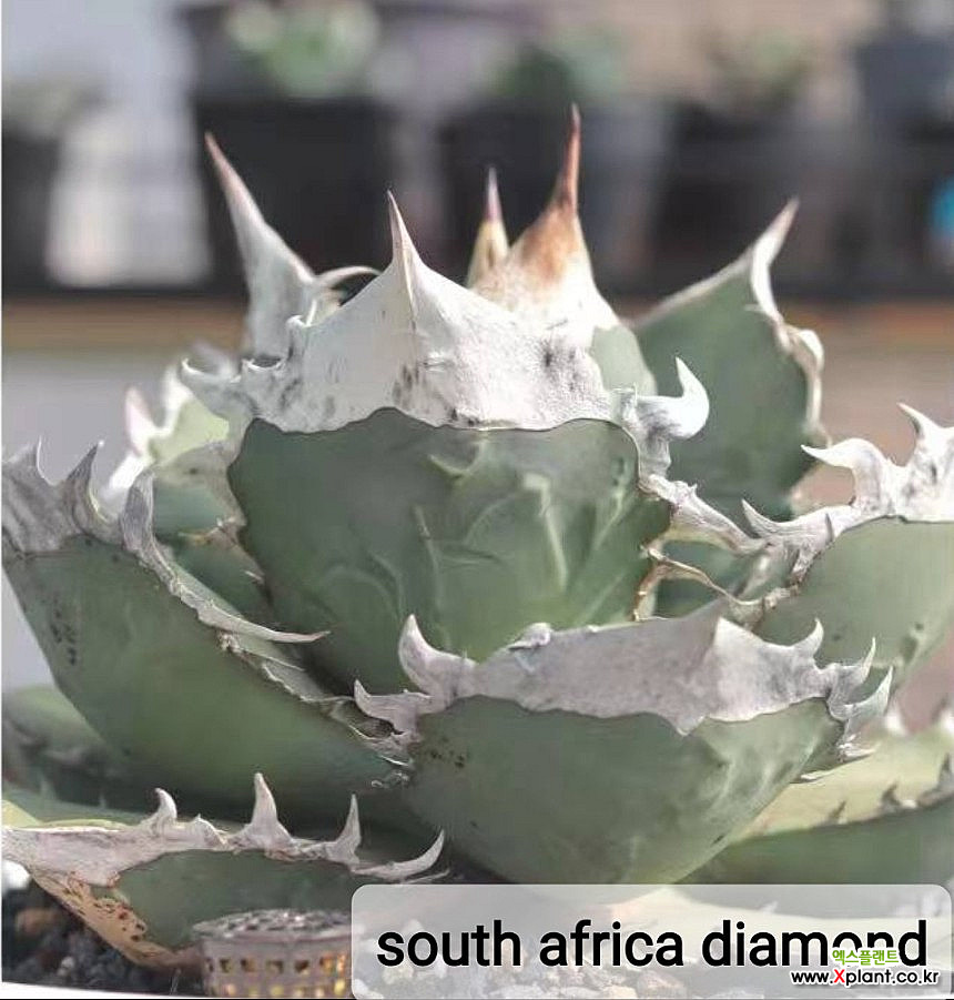 【美株】 South African Diamond SADアガベ SAD.agave south africa diamond 66 Cactus - Xplant