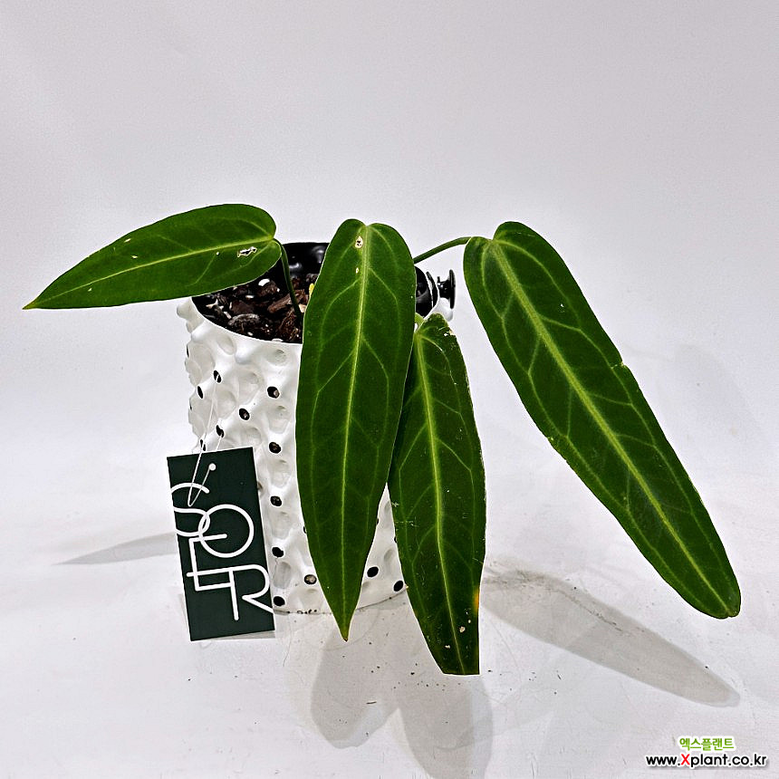 Anthurium Warocqueanum Dark Form Foliage - Xplant