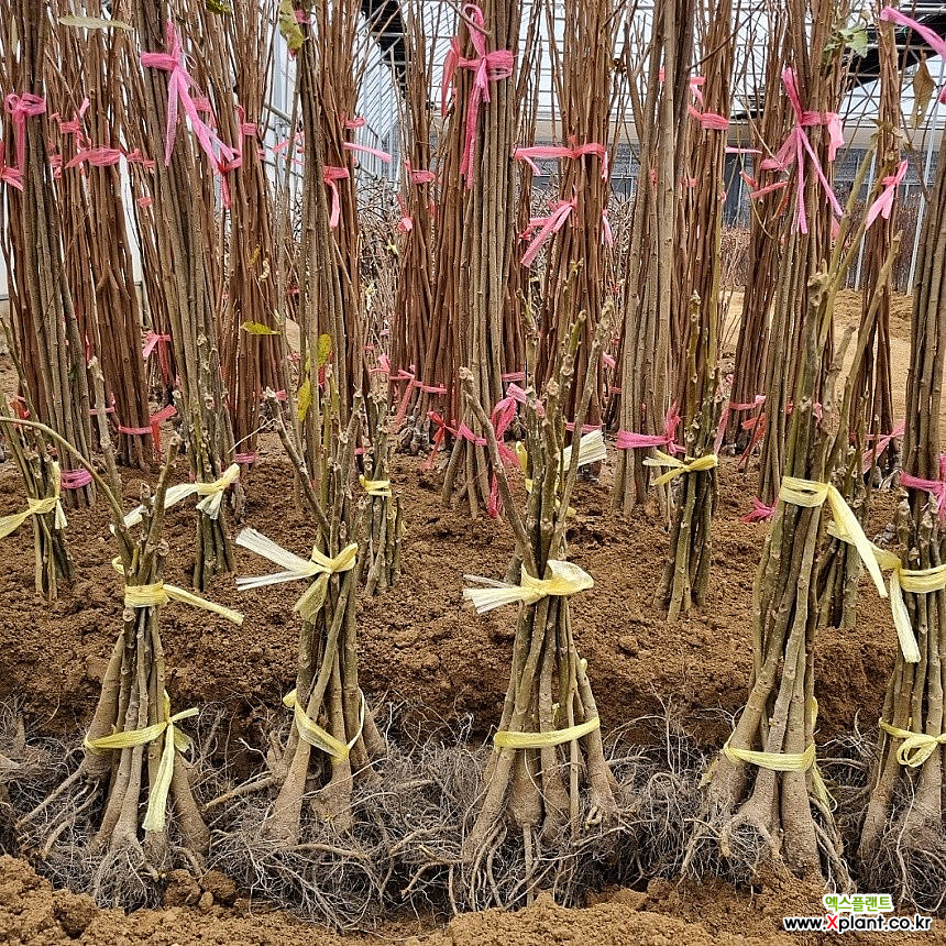 Juglans regia (185) 1 185 [] Fruit/berry tree sapling - Xplant
