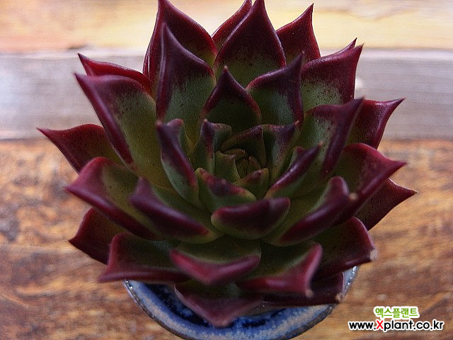 Echeveria agavoides Super bell 多肉植物- Xplant