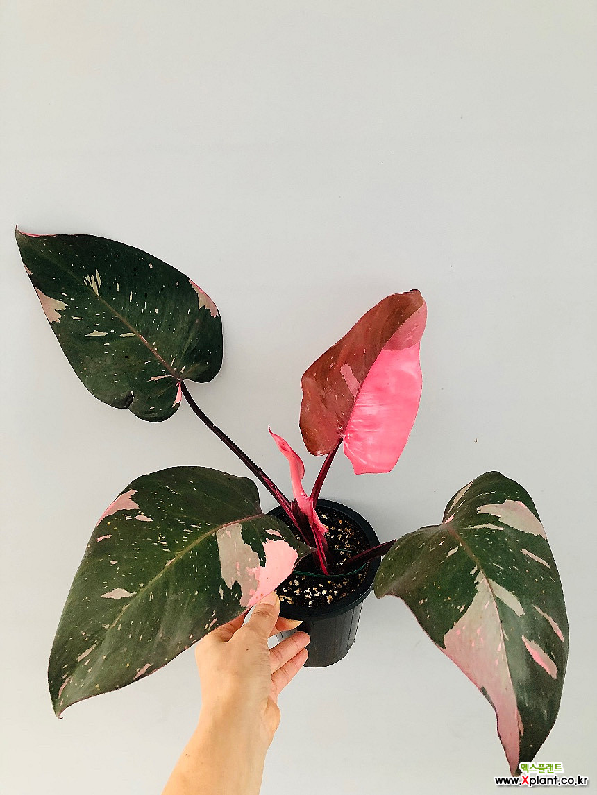 Philodendron pink princess Foliage - Xplant