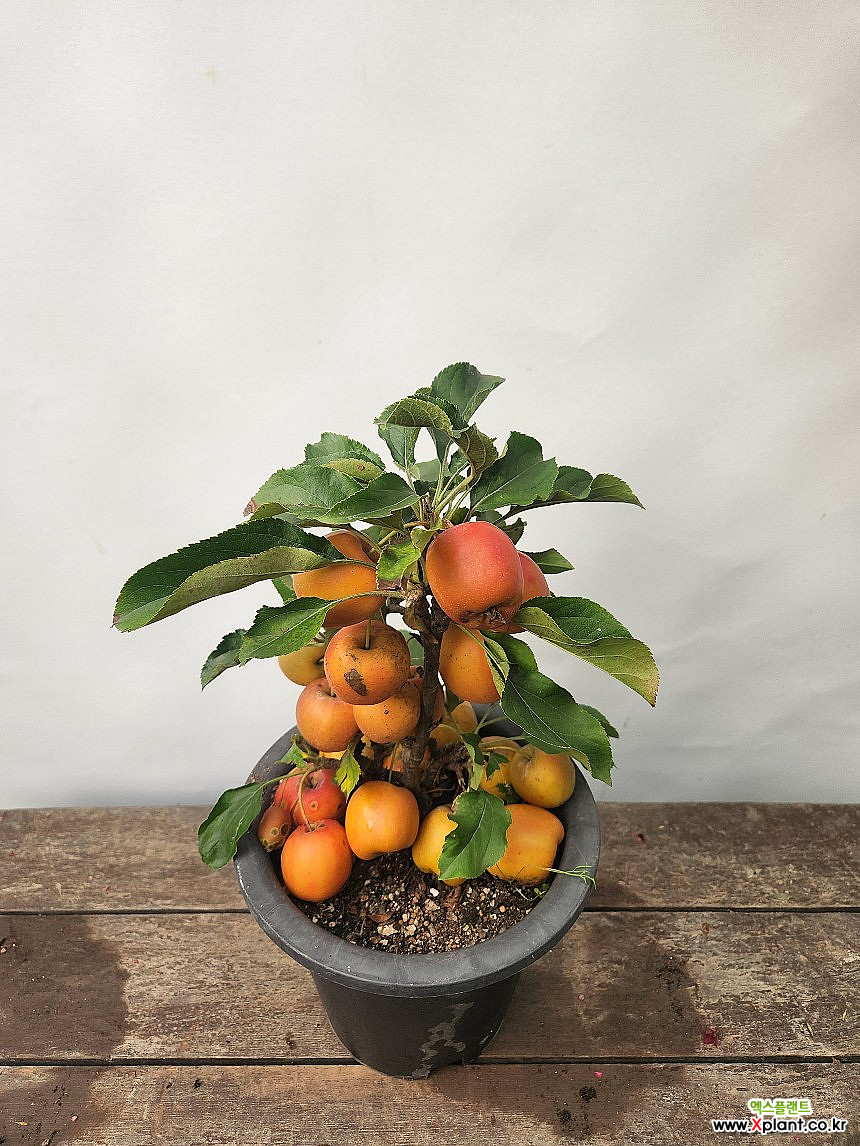 동아까네 (사과나무분재,35-45cm) : 분재 - 엑스플랜트