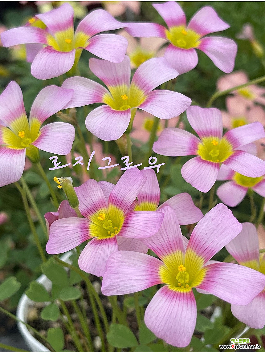 로지그로우 사랑초-96 : 관엽식물 - 엑스플랜트