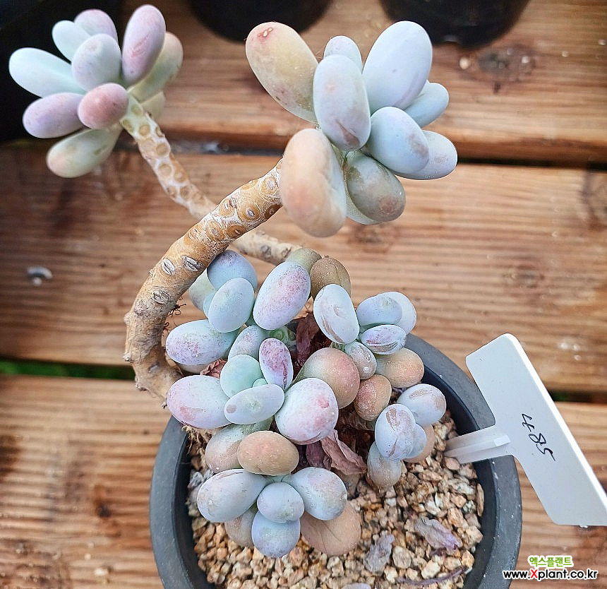 Pachyphytum bracteosum 485 Succulents - Xplant