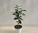 진천교동백|Camellia japonica