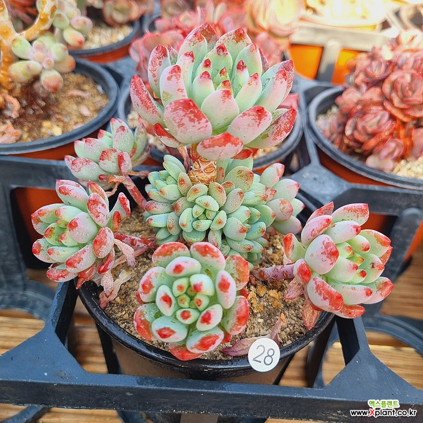 Echeveria blue elf Succulents - Xplant