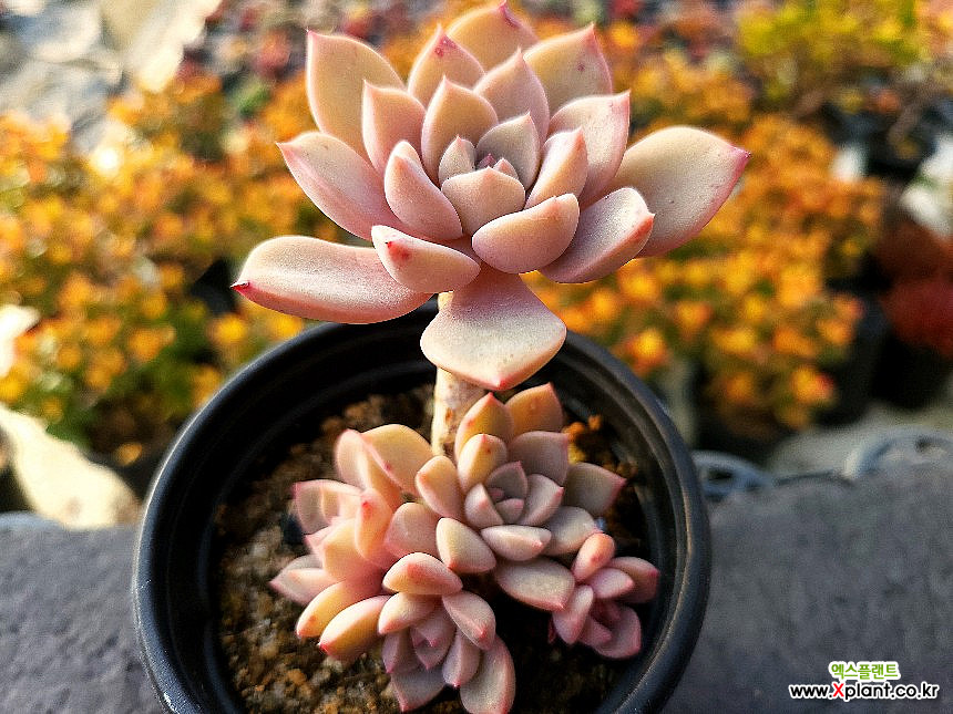 1 echeveria waxed weather ｍ65 fishtail _ Echeveria Pretty in Pink 6-5597 Succulents - Xplant