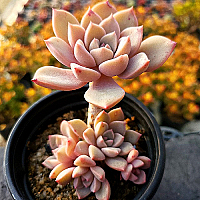 1 echeveria waxed weather ｍ65 fishtail _ waxed weather m65 fishtail parka（受注） – echeveria