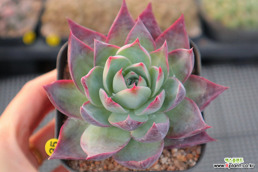 Casio Echeveria Succulents 0106-35 Variegated - xplant