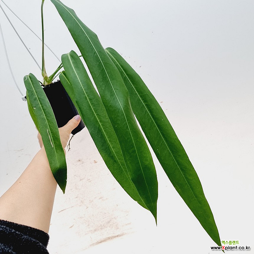 anthurium balaoanum Anthurium balaoanum M – Entre Raízes Botânica