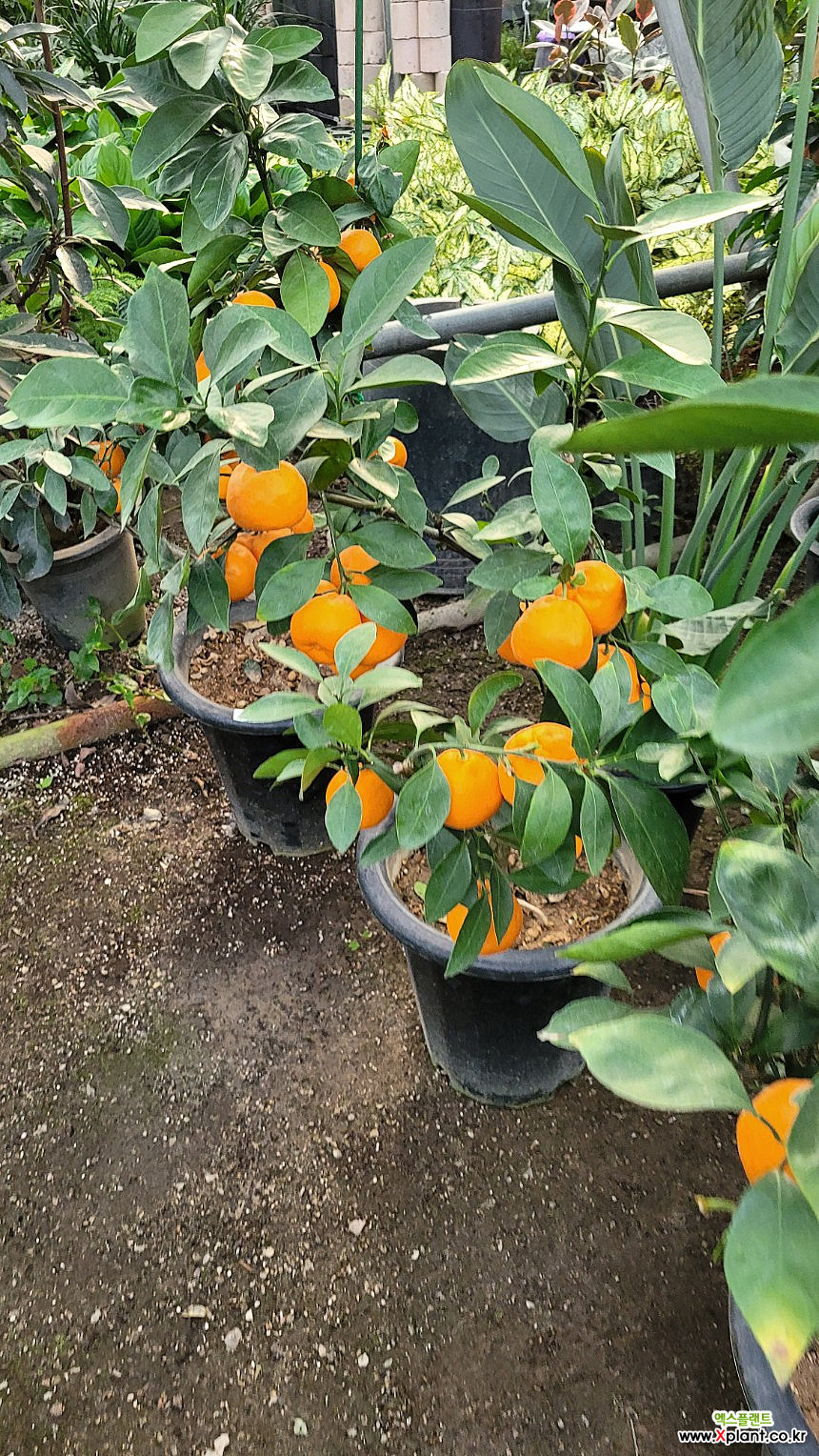 CITRUS英語版 Citrus/シトラス by 菅原圭 【Kan/Rom/Eng Lyrics】 - YouTube