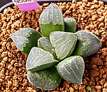 피그마에아 실생(pygmaea seedling)-Ha위탁품-01-06-No.9599|Haworthia pygmaea