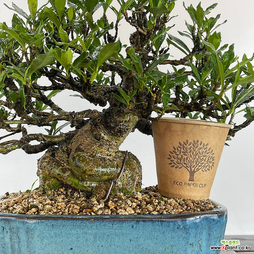 Gardenia jasminoides [] - Bonsai - Xplant