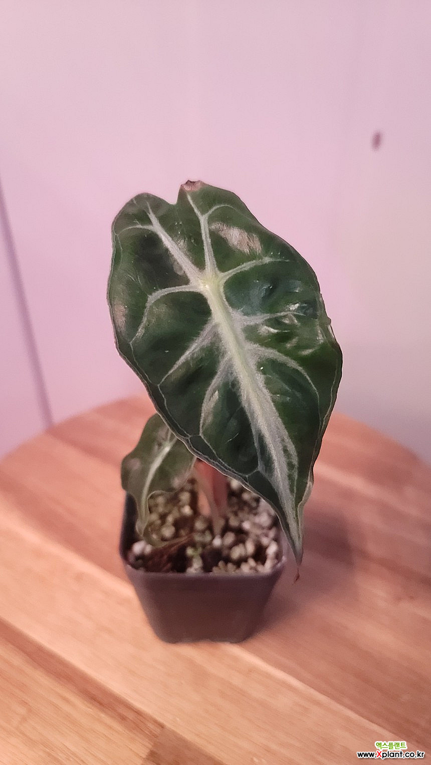 Alocasia , alocasia venom 観葉植物 - Xplant