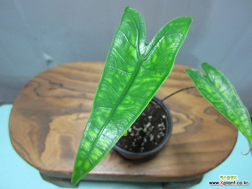 Alocasia Zebrina Reticulata C4064- Foliage - Xplant