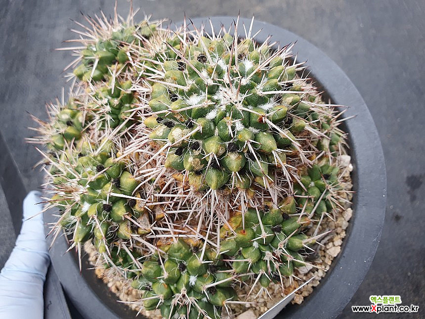 Mammillaria centricirrha群生 韓国 多肉植物 サボテン - Xplant