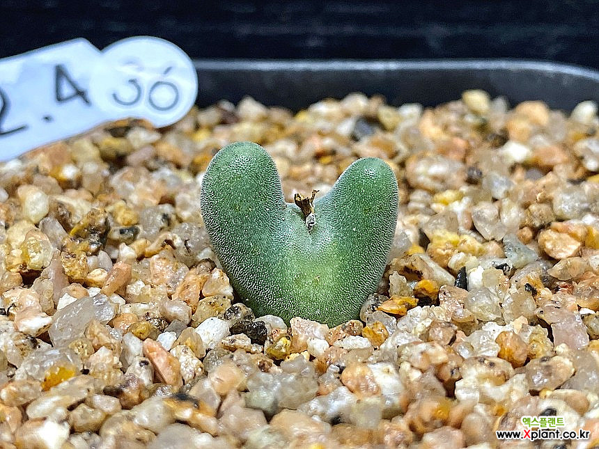 コノフィツム ビロバム EA272 (Conophytum bilobum, EA272) 2頭株