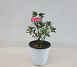 철쭉 선녀꽃|Rhododendron schlippenbachii