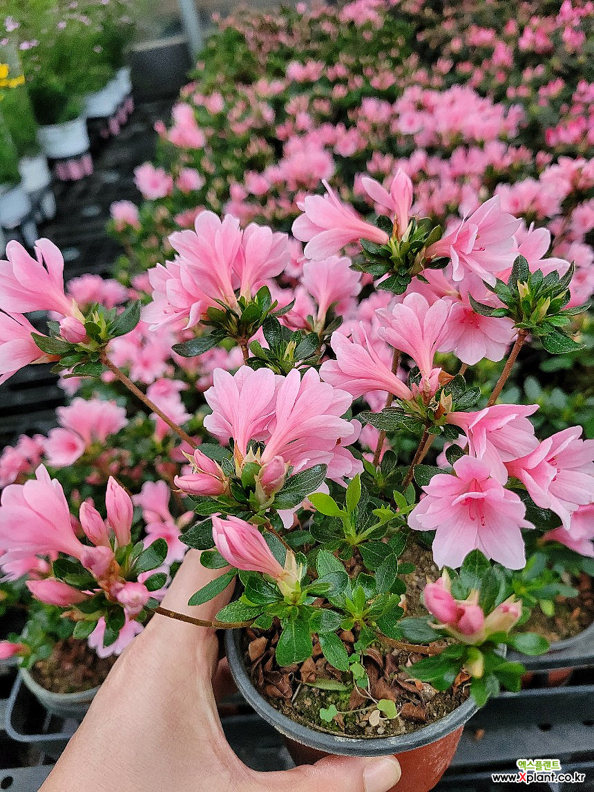 방울기리시마 연산홍 철쭉 서양철쭉 아잘레아 아젤리아 엑스플랜트 엑플 : 야생화 - 엑스플랜트