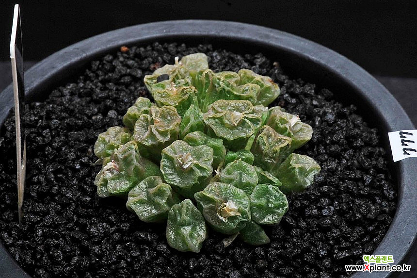 Conophytum ectypum ssp sulcatum 777-C.ectipum ssp. sulcatum