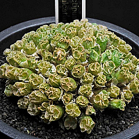 Conophytum ectypum ssp sulcatum 778-C.ectipum ssp. sulcatum