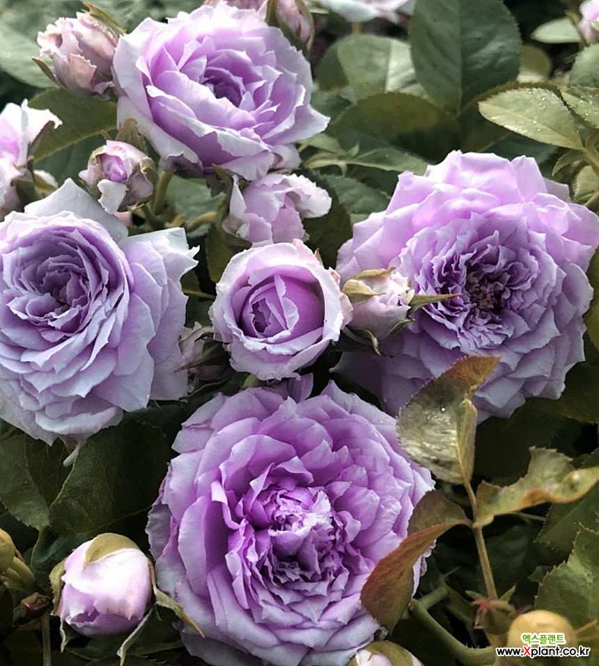 일본장미.로사 오리엔티스.르 시엘 블루.묘목.old rose향기.중륜.보라색.(로제트모양의꽃모양).월동가능. : 꽃나무 묘목 - 엑스플랜트