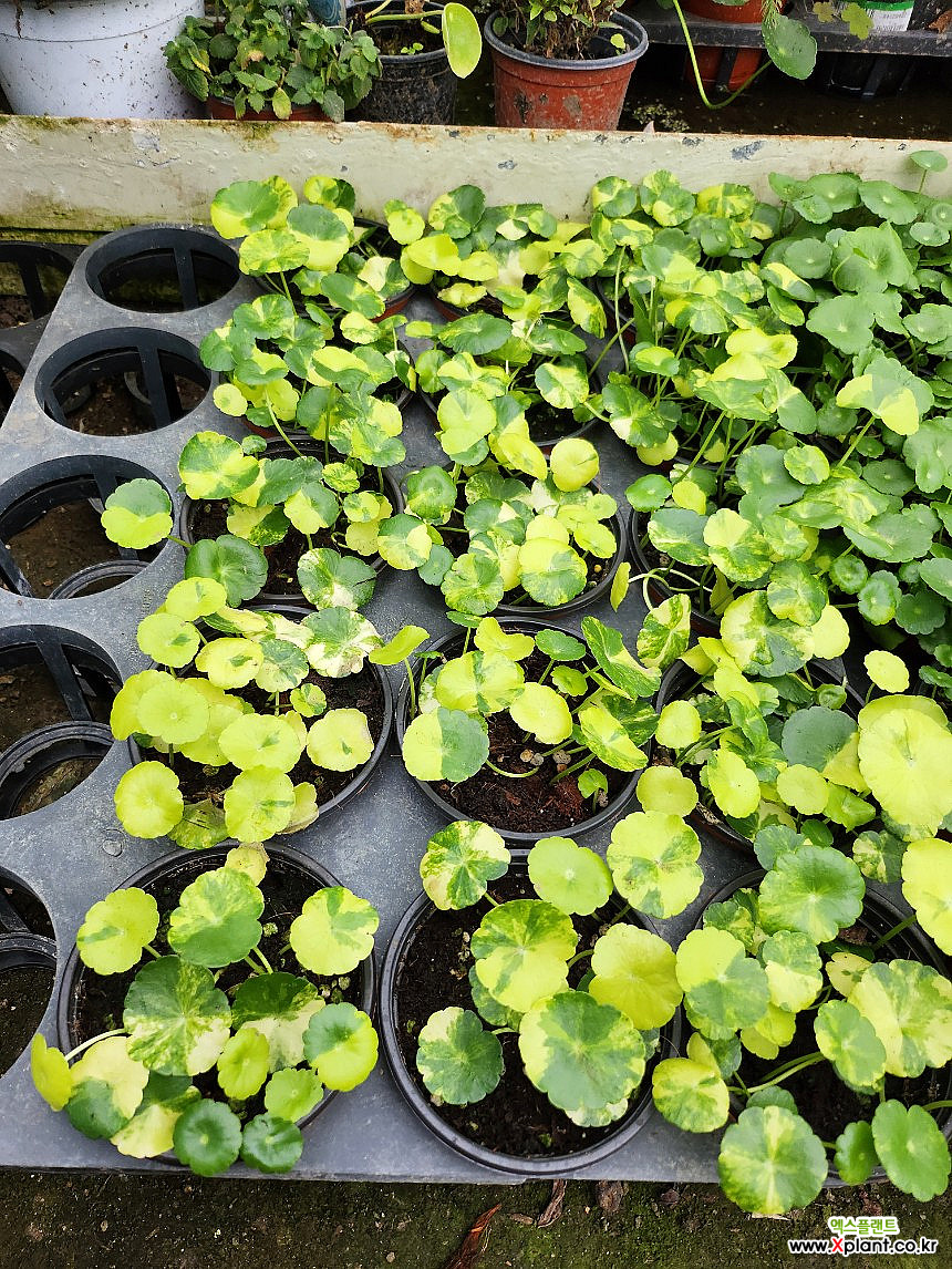 워터코인 무늬 : 공기정화식물 - 엑스플랜트