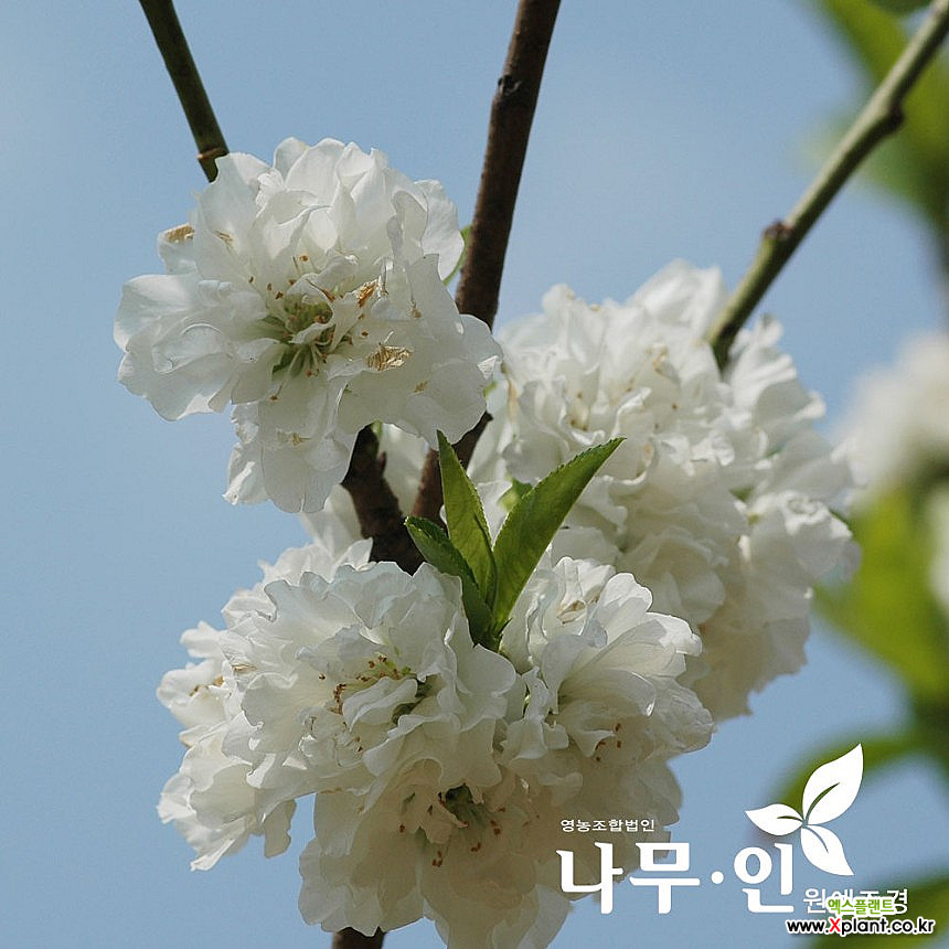 [나무인] 남경도화 꽃복숭아 흰색꽃 분뜨기 : 조경나무 묘목 - 엑스플랜트