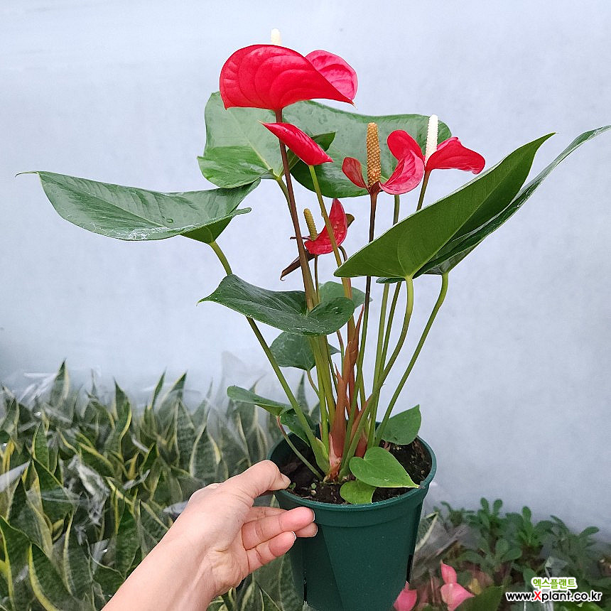 Anthurium 199 Air purification - Xplant