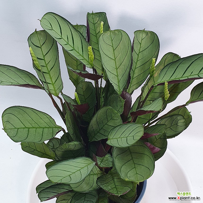 Calathea Amagris Air purification - Xplant