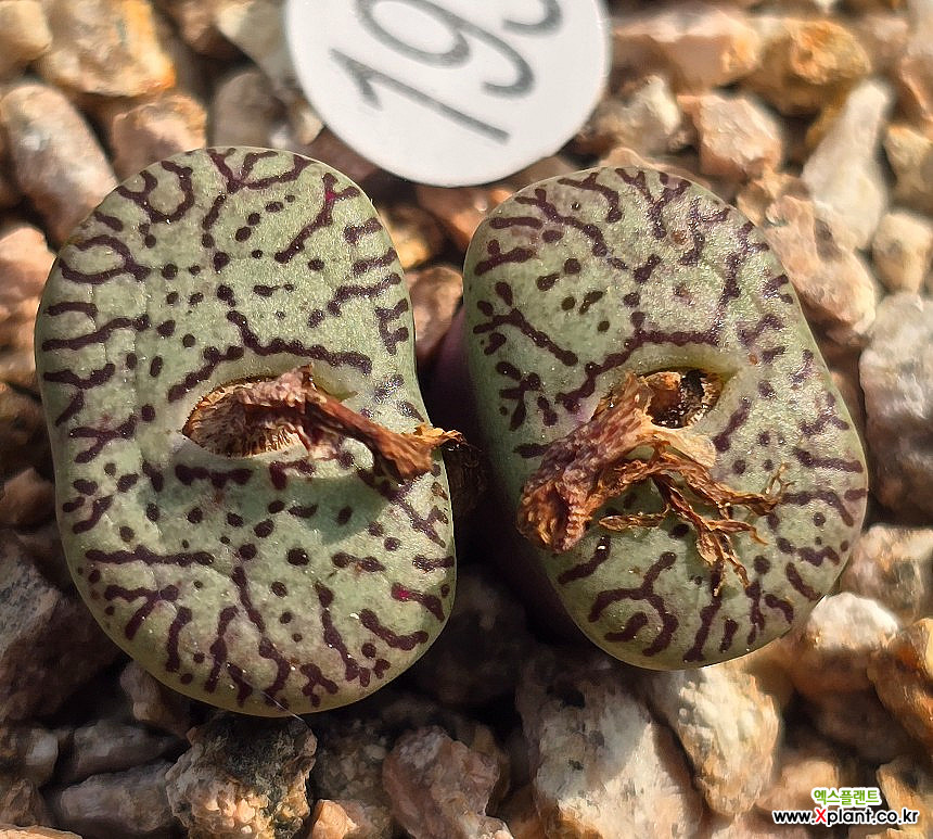 大人の上質  RR714 193) 193)墨小锥RR714 コノフィツム Xplant - その他多肉植物