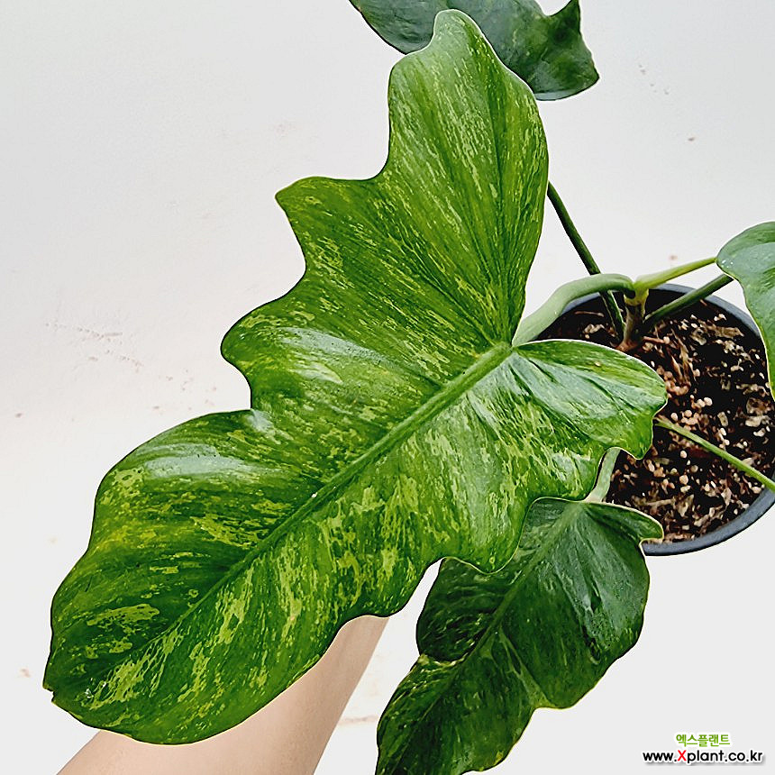 Philodendron Golden Dragon Variegated // 40 45 Air purification - Xplant
