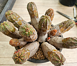 미니 오베사 묵둥이 대품4686|Euphorbia obesa (Baseball Plant) 