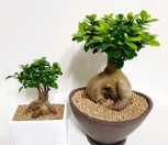 인삼팬다 독특한 수형으로 부담스럽지 않은 선물로 좋아요|Ficus microcarpa 'Ginseng'