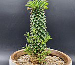 괴마옥 (657)|Euphorbia hypogaea