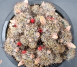 금송옥(송하) (658)|Mammillaria prolifera