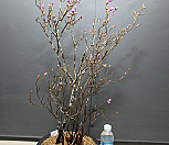 거문도섬털진달래3283|Rhododendron mucronulatum