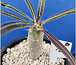 파키포디움 칵티패스(pachypodium rosulatum var. cactipes)02|Pachypodium Cactipes