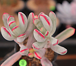 원종복랑금 0326-46|Cotyledon orbiculata cv variegated