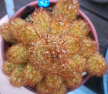 43 황금사선인장|Mammillaria elongata
