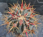실생 적자금관룡4782|Ferocactus chrysacanthus