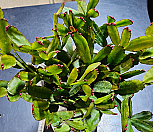 봄원종게발 빨강(구종)|Zygocactus truncatus K.Schum