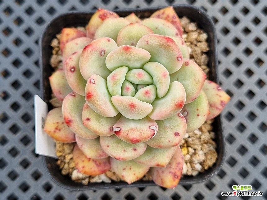 Echeveria Ariel 0404 Succulents - Xplant