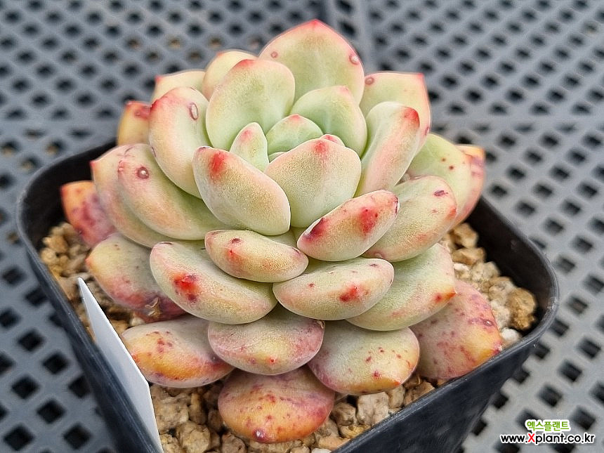 Echeveria Ariel 0404 Succulents - Xplant