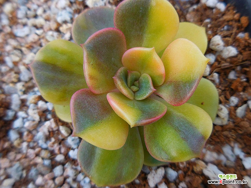 Echeveria Zestar 040733 Variegated - Xplant