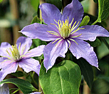 유럽 클레마티스 묘목 (유스타) P9포트묘,같이가치농원|Lilac clematis